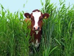 Moo